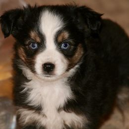 Miniature Australian Shepherd Puppies from Cross K Mini Aussies