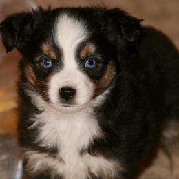 Miniature Australian Shepherd Puppies from Cross K Mini Aussies