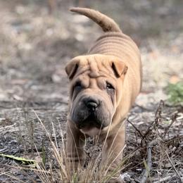 Jagger - Brown sable male Chinese Shar-Pei puppy in Lehigh Acres, Florida from Florida Wrinkles