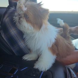 Shih Tzu Puppies from Shantii's Shih Tzu's