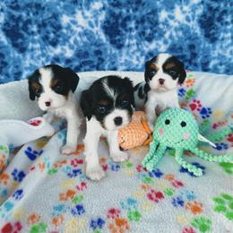 Cavalier King Charles Spaniel Puppies from Veach Cavaliers & Farm