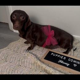 Dachshund All Grown Up from Darling Doxies of Ocala