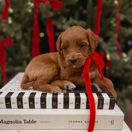 Gretchen Sleigh-ers - Red  female Goldendoodle puppy in Fleming Island, Florida from Island Doodles