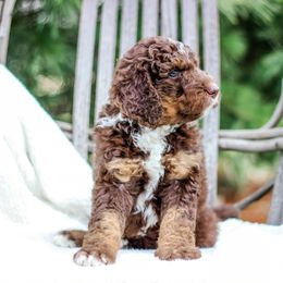 Acorn - Brown and white female Bernedoodle puppy in Delta, Pennsylvania from KEE Bernedoodles