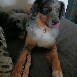 Sage - Australian Shepherd
