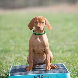 German Shorthaired Pointer and Vizsla Puppies from Nosam Kennels
