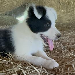 Luna - Black and white female Border Collie puppy in Surgoinsville, Tennessee from Smokey Mountain Vizslas
