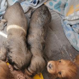Dachshund Puppies from CLARK'S BREEDING PROGRAM