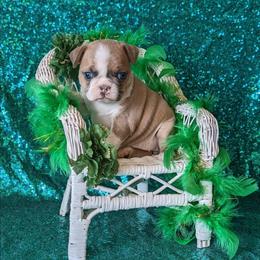 Juniper - Blue female Boston Terrier puppy in Perry, Oklahoma from Sitsler Bostons
