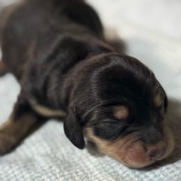 Daphne - Black and cream female Dachshund puppy in Salem, Oregon from Longdox Mini Dachshunds