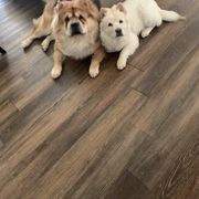Chow Chow Puppies from Darling Chows