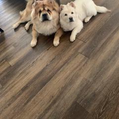 Chow Chow Puppies from Darling Chows