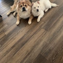 Chow Chow Puppies from Darling Chows