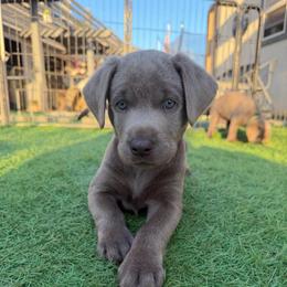 Light blue collar - Silver male Dilute Retriever puppy in Valley Center, California from Stunning Silver Bullets Labradors