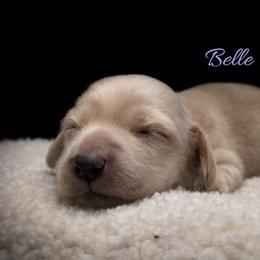 Belle - Cream female Dachshund puppy in Greenfield, Ohio from Buck Run Creek Dachshunds & Labradors