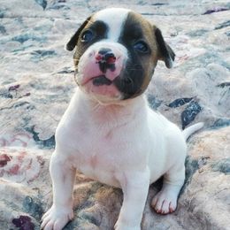 American Bulldogs from Bully to You