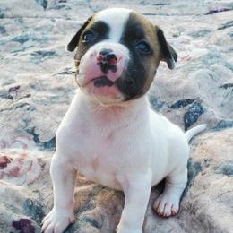 American Bulldogs from Bully to You