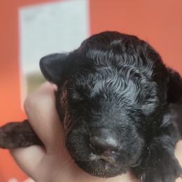 Boy 2 - Black Mudi puppy in Bolingbrook, Illinois from Szomorú Füz Mudi Kennel/Weeping Willow Mudi Kennel