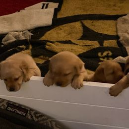 Labrador Retrievers from Circle S Labs