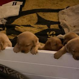 Labrador Retrievers from Circle S Labs