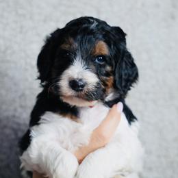 Jingle (Red Band) - Tri-color male Labradoodle puppy in Plainfield, New Jersey from Caris Paws Poodles and Labradoodles