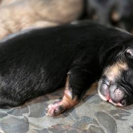 Black male - Black and tan male Havanese puppy in Medina, Ohio from Momma's Minis