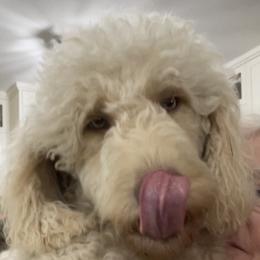 Rose - Labradoodle