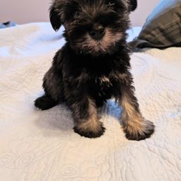 Miniature Schnauzer Puppies from Tymeless Farm
