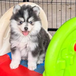 Deja's girl 2 - Blue female Pomsky puppy in Enid, Oklahoma from Mile Hi Pomskies