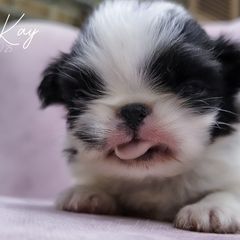 McKay - Black and white male Japanese Chin puppy in Johnson City, Tennessee from Erin & Friends Japanese Chin