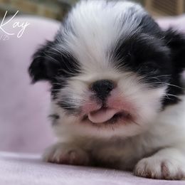McKay - Black and white male Japanese Chin puppy in Johnson City, Tennessee from Erin & Friends Japanese Chin