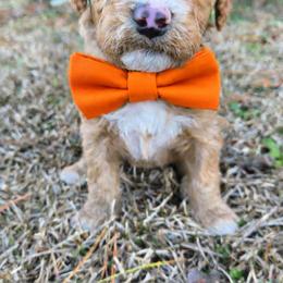 Biscuit - Red  male Goldendoodle puppy in Harlem, Georgia from Ivey's Poodles & Doodles