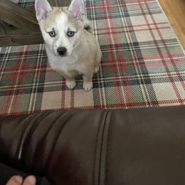 Pomsky Puppies from Ocean State Pomskies