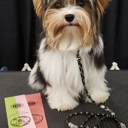 Biewer Terrier and Poodle Puppies from Ice Ice Baby Biewers & Poodles