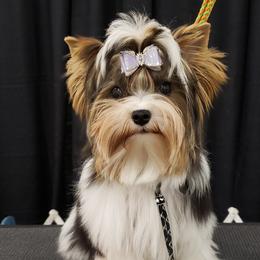 Biewer Terrier and Poodle Puppies from Ice Ice Baby Biewers & Poodles