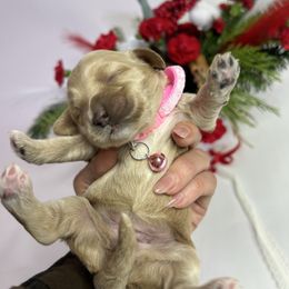 Lavender - Apricot female Australian Labradoodle puppy in Auburn, California from Poodles and Labradoodles breeder