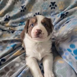 Cinnamon - Red tri-color female Australian Shepherd puppy in Russellville, Kentucky from Page Family Homestead