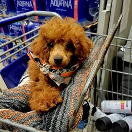 Maltese, Maltipoo, and Poodle Puppies from C&Js Tiny Toys