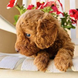 Assorted Doodle Crosses puppies from Little Red Doodle Co.
