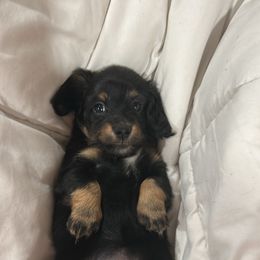 Dachshund Puppies from Bluestar dachshund