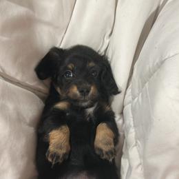 Dachshund Puppies from Bluestar dachshund