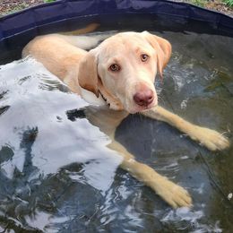 Labrador Retriever All Grown Up from Perfect Storm Kennels