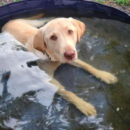 Labrador Retriever All Grown Up from Perfect Storm Kennels
