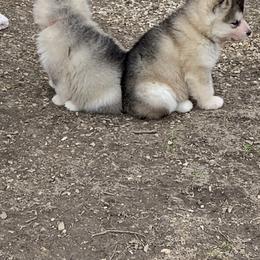 Alaskan Malamute Puppies from Kasaan Alaskan Malamutes