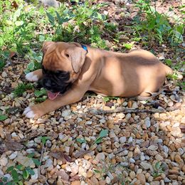 Blue boy - Fawn male Boxer puppy in Franklin, Georgia from Lakeside Kennels of Franklin