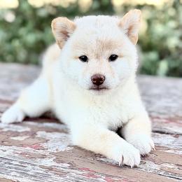 Lucas - Cream male Shiba Inu puppy in Trenton, Nebraska from Prairie Shibas