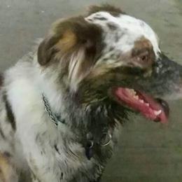 Australian Shepherds and Siberian Huskies from Amber's Aussies and Huskies