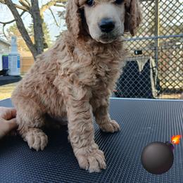 Black - Apricot male Poodle puppy in Big Rapids, Michigan from Meeker's Ridge Standard Poodles