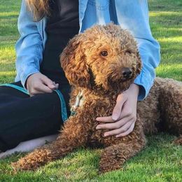 Jax - Goldendoodle