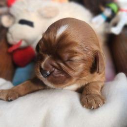Bongo - Ruby male Cavalier King Charles Spaniel puppy in Winthrop, New York from McMahon's Cavalier King Charles Spaniels